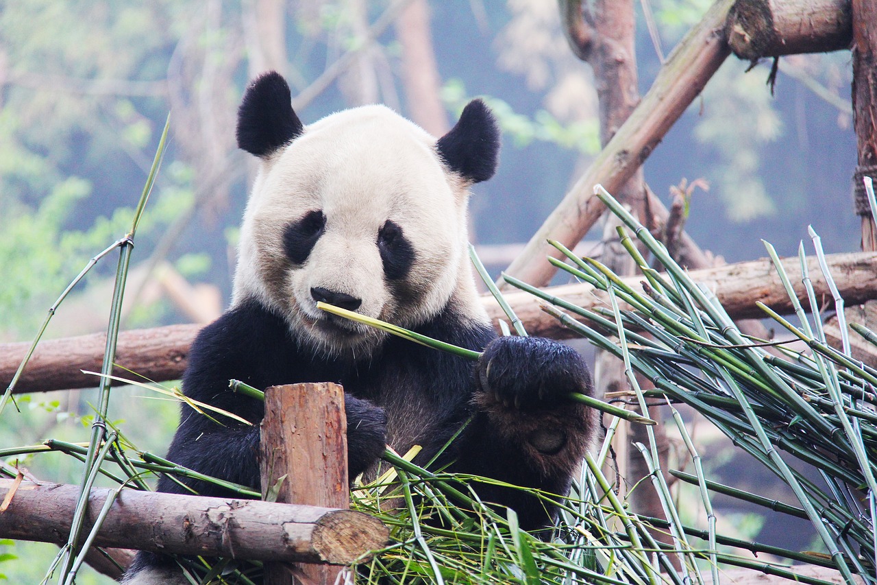 Chengdu Research Base of Giant Panda Breeding Sichuan Province China
