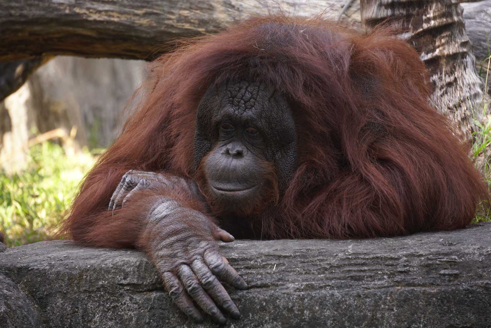 Orangutan in Indonesia by Uzumaki Anam